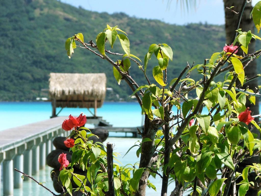 Eden Beach Hotel Bora Bora Exterior foto